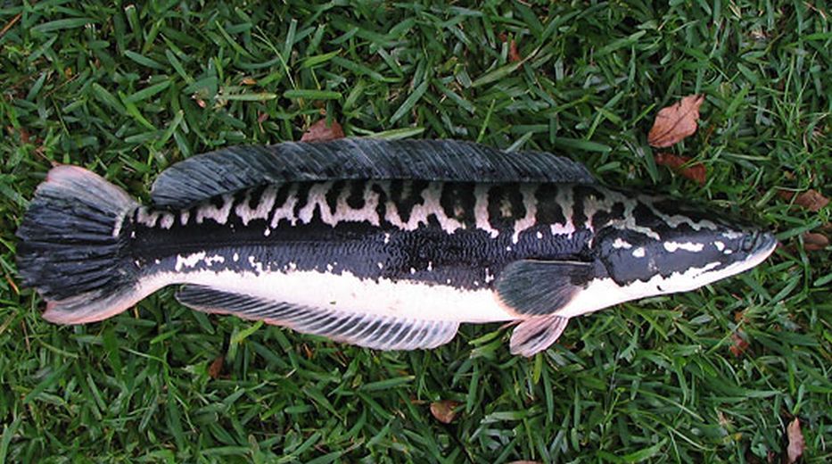 Giant Snakehead Top Sellers, 60% OFF | pwdnutrition.com